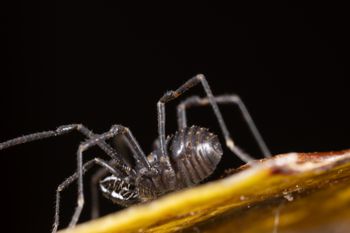 Media type: image;   Invertebrate Zoology 168084 Description: Digital photograph of specimen in life.;